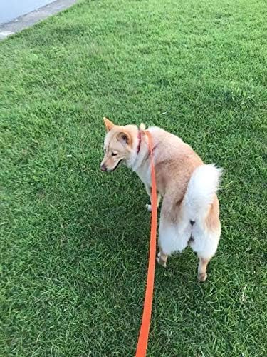 AMAGOOD Dog/Puppy Obedience Recall Training Agility Lead-15 ft 20 ft 30 ft 50 ft Long Leash-for Dog Training,Tie Out,Play,Safety,Camping (15Feet x 1Inch, Orange)