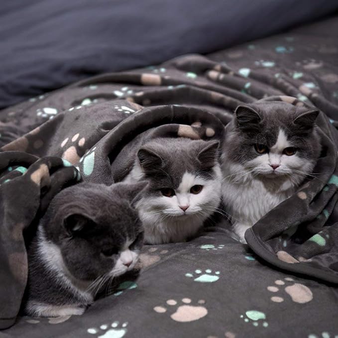 Allisandro 350 GSM-Super Soft and Premium Fuzzy Flannel Fleece Pet Dog Blanket, The Cute Print Design Washable Fluffy Blanket for Puppy Cat Kitten Indoor Outdoor, Grey, 40 x 32 Inches