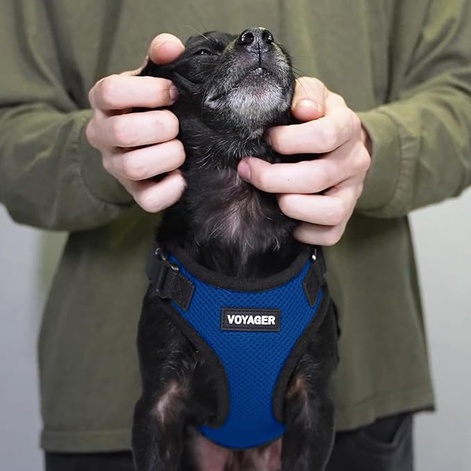 Voyager Step-in Pet Harness - All Weather Mesh, Adjustable Step in Harness for Cats and Dogs by Best Pet Supplies - Royal Blue/Black Trim, S
