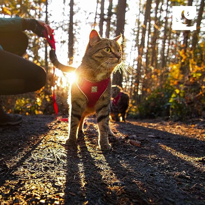 RC Pets Adventure Kitty Cat Harness | Adjustable Airmesh Vest with D-Ring and 6ft Leash for Walking and Travel | Maze, Small