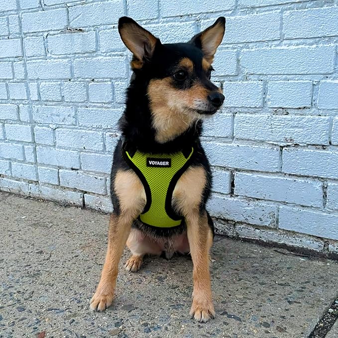 Voyager Step-in Pet Harness - All Weather Mesh, Adjustable Step in Harness for Cats and Dogs by Best Pet Supplies - Lime Green/Black Trim, S