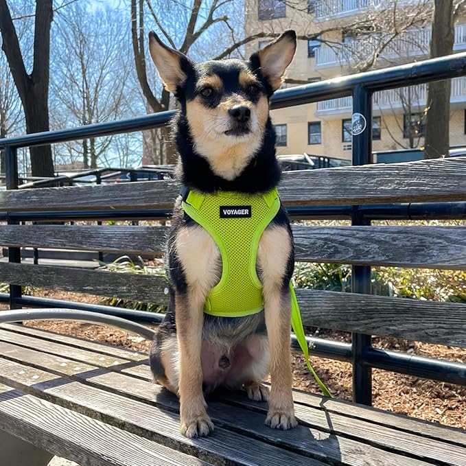 Voyager Step-in Pet Harness - All Weather Mesh, Adjustable Step in Harness for Cats and Dogs by Best Pet Supplies - Lime Green, XS